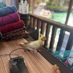 Shogun hängt den ganzen Tag am Handy