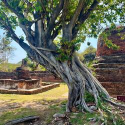 die Bäume sind manchmal fast genau so schön wie die Ruinen