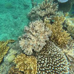 The reef was not as beautiful as earlier reef, but still was a nice experience