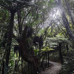 Big Kauri Tree Walk