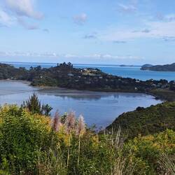 Kauri Block Walk Lookout