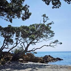 Way back to Coromandel