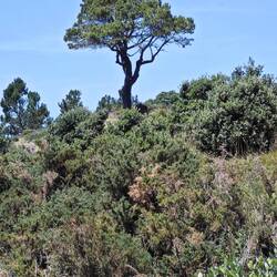 Cathedral Cove Walkway