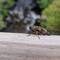 This is the cicadas which makes a screeching noise whenever you go into woodland.