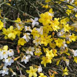 Winterjasmin