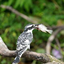 Erfolgreicher Eisvogel