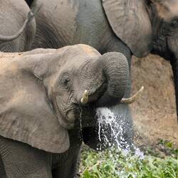 Verspielt und etwas tollpatschig 🥰