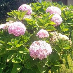 They grow huge hydrangeas here