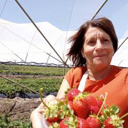 Picking strawberries.