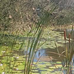 Beautiful water lilies on the dam