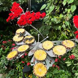 Schmetterlingsgarten Singapur Airport