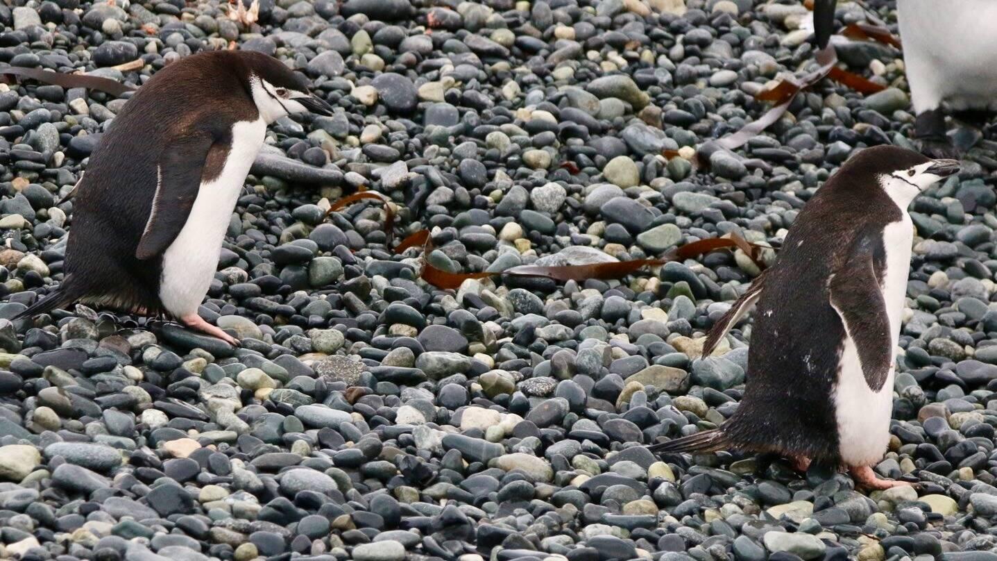 Chinstrap Penguins