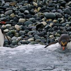Macaroni penguins