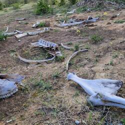 Oh, wo fahre ich hin...