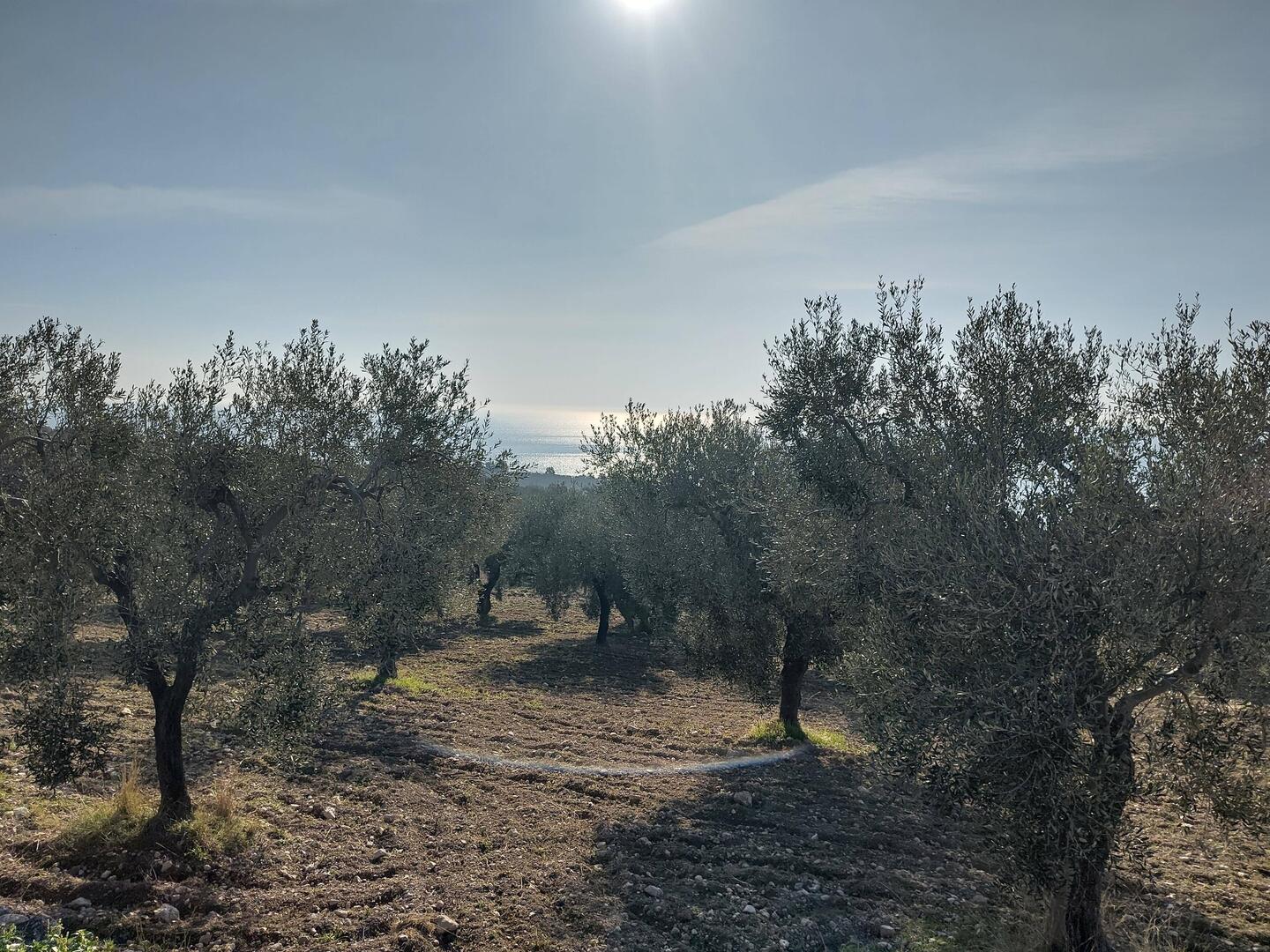 Regionale Spezialität: aromatisiertes Olivenöl - mit 🍋! Sommer in Flaschen