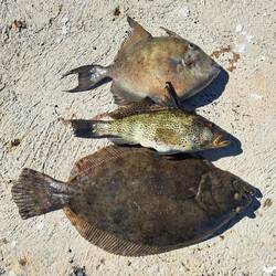 Tagesausbeute! Lea hatte einen Lauf.