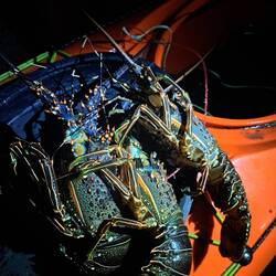 Rhyans Ausbeute seines Nachttauchgangs!