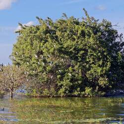 Eine kleine Insel im Stausee, Domizil für die Reiher