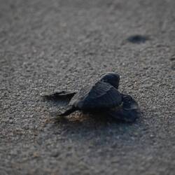 Schildkröte auf dem Weg Richtung Ozean.