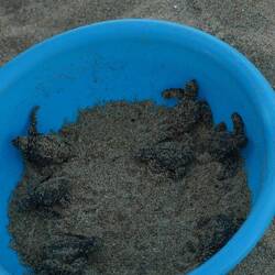 Geschlüpfte Schildkröten vor dem Freilassen.