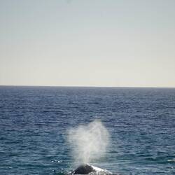 Grauwal direkt in Strandnähe beim Ausatmen.