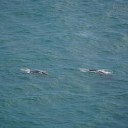 Heute waren sicher ca. 10 Wale am Strand. hier noch ein Foto von zweien vom Berg geschossen.