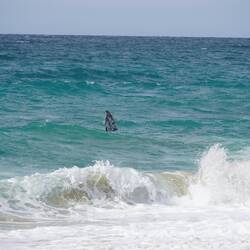 Hier noch ein Bild wie nahe die Wal am Strand waren.