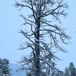 Just one of the old silver-grey natural deadwood monuments