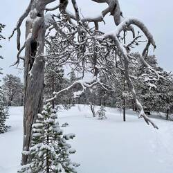 Just one of the old silver-grey natural deadwood monuments