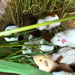 Guinea pigs