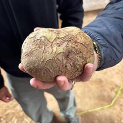 Peru is the birthplace of the potato and they have more than 4,000 varieties