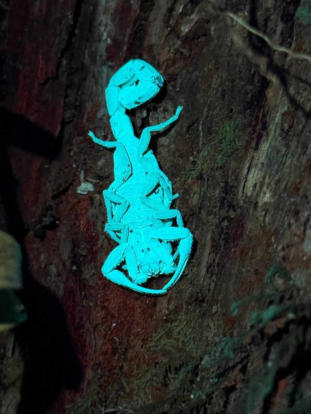 Skorpion unter UV-Licht