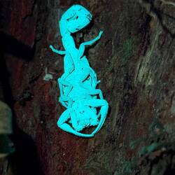Skorpion unter UV-Licht