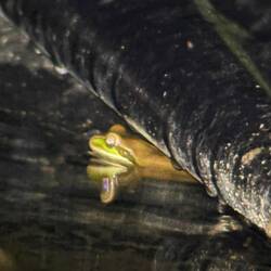 Frosch