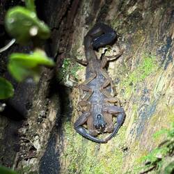 Skorpion (sehr klein, kaum zu sehen am Baum)