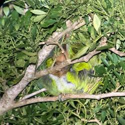 Schlafender kleiner Tucan