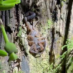 Skorpion unter Normal- und UV-Licht (wegen Betacarotin leuchtet er)