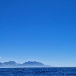 Schwanzflosse vomene Blauwal. Die gsähch mer sälte, de Guide esch ganz usem Hüsli gsi.