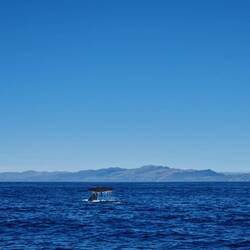 Schwanzflosse vomene Pottwal