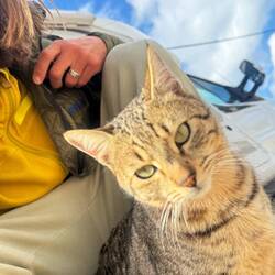 Mein Lieblingskatzifred ❤️❤️❤️