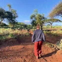 Can you spot the giraffe ?