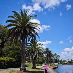 Hamilton Lake Domain