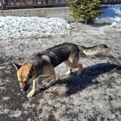 Leasing dog wieder da