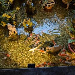 Hotel aquarium