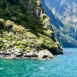 Sødeste sæler, der soler sig på stenene 🥰