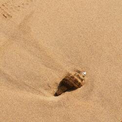 Es gibt einige Schnecken und Muscheln