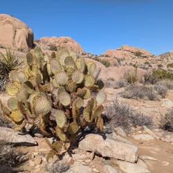 Prickly Pear Cactus