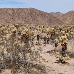 Cholla Cactus Garden
