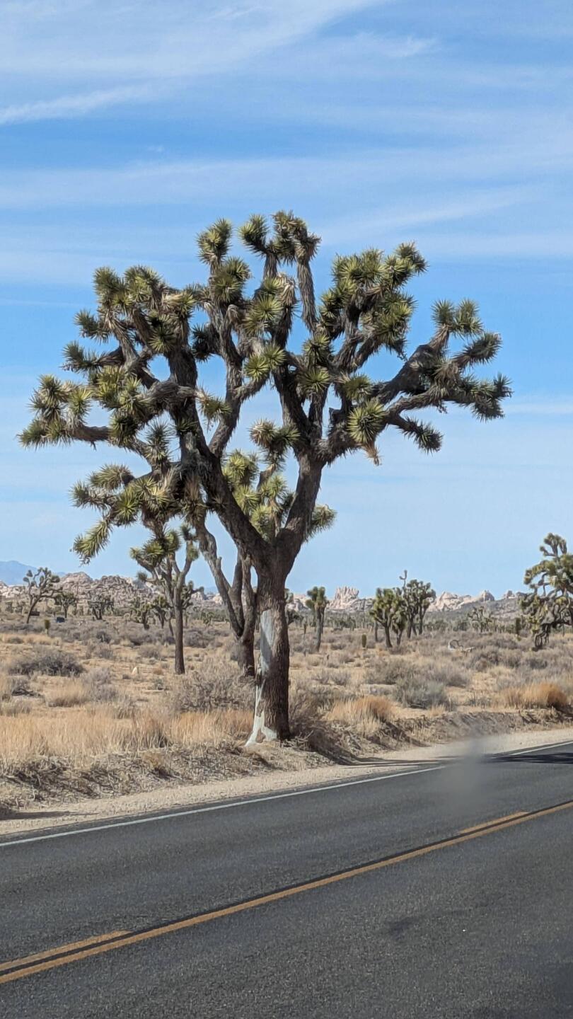 Joshua Tree