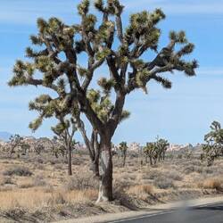 Joshua Tree